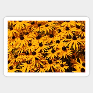 A Bed of Black-Eyed Susans / Rudbeckias in the Summer Sun Sticker